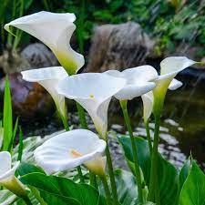 White Calla Lily (zantedeschia Aethiopica) Flower Seeds for Planting - Heirloom Garden Seeds for planting in home garden
